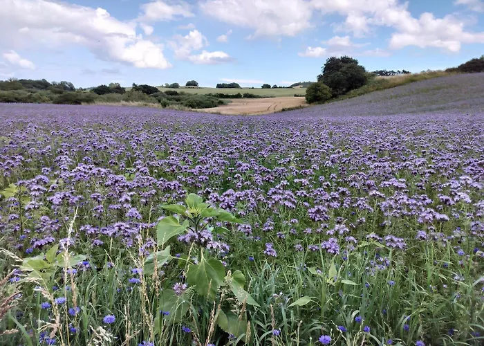 Cosy House On Mols With Terrace And Views Of The Landscape And Water Semesterbostad Knebel